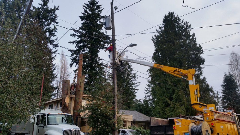 Major Tree Services - tree service in North Seattle, WA