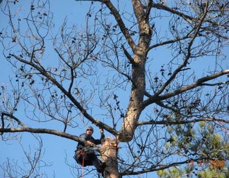 Timberline Expert Tree Service - tree service in Duluth, GA