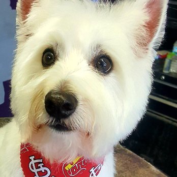 Bark Avenue Pet Grooming - Pet Groomers Near Me - Saint Louis, Missouri