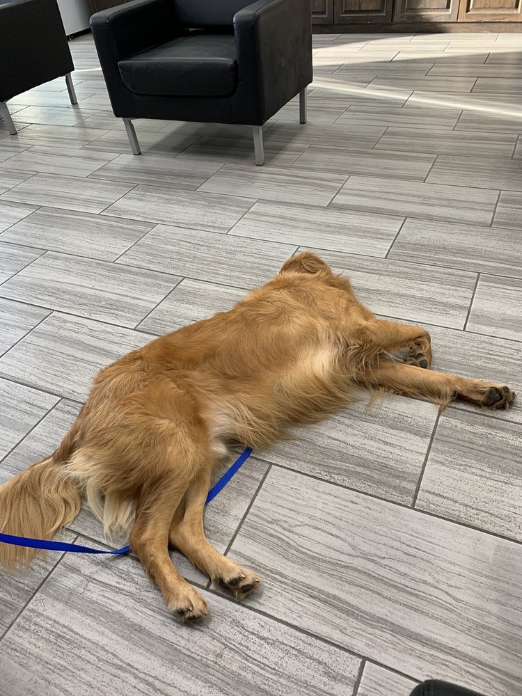 FOUNDATION CHRYSLER DODGE JEEP RAM Updated August 2024 10 Photos