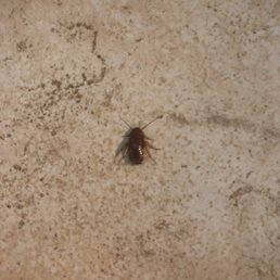 Roaches and other infestations