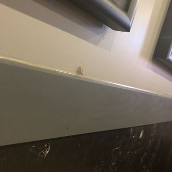 Buffalo Wild Wings - A cockroach - Chicken Wings Near Me - Modesto, California