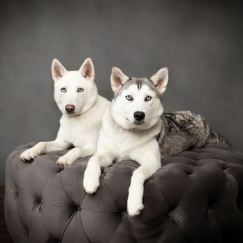 Modern Animal Studio City - Bowie and Everest. Two very healthy girls thanks to Modern Animal - Veterinarians Near Me - Los Angeles, California Modern Animal Studio City - Bowie and Everest. Two very healthy girls thanks to Modern Animal - Veterinarians Near Me - Los Angeles, California