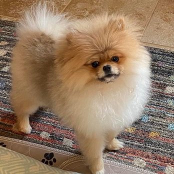 Tiny Pom Paws - Pet Breeders Near Me - Smithville, Texas Tiny Pom Paws - Pet Breeders Near Me - Smithville, Texas