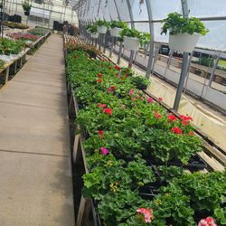 Court's Yard & Greenhouse - Back greenhouses loaded with potted plants, hanging baskets, and single plants.