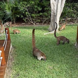 Coatis