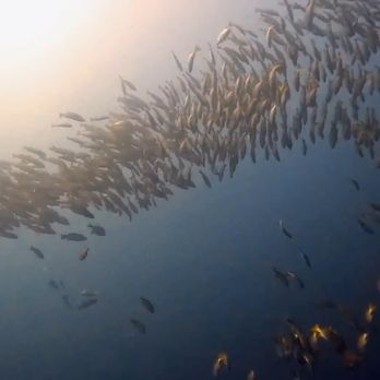 Cabo Private Guide - Grouper group - Scuba Diving Near Me - Cabo San Lucas, BCS