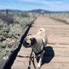 Crissy Field gift card
