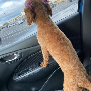 Loving Hands Grooming - Pet Groomers Near Me - Clermont, Florida