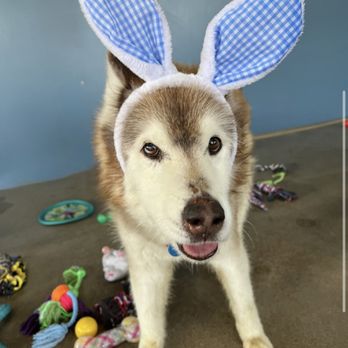 Camp Bow Wow Reno South - Easter photo shoot! - Pet Training Near Me - Reno, Nevada Camp Bow Wow Reno South - Easter photo shoot! - Pet Training Near Me - Reno, Nevada