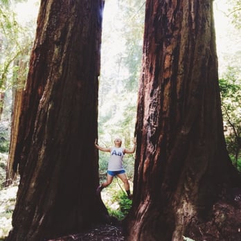 Steep Ravine Trail - Huge tree! - Hiking Near Me