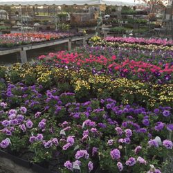 Salsbery Garden Center