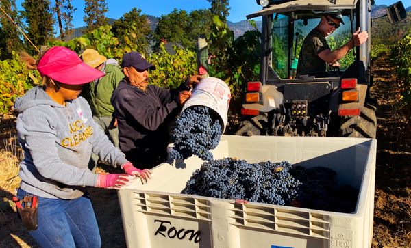 Troon Vineyard & Farm by null