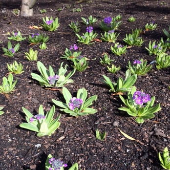 Royal Botanic Garden Edinburgh - Botanical Gardens Near Me - Edinburgh, EDH