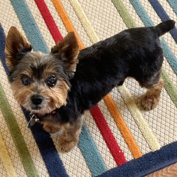 Scruffy after his grooming appt. Scruffy after his grooming appt.
