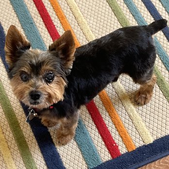 Mutt Hut - Scruffy after his grooming appt. - Pet Stores Near Me - Santa Maria, California