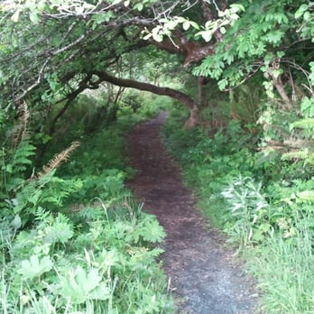 Sue-Meg State Park - Trail to the vantage point near Abalone Campground - Parks Near Me - Trinidad, California