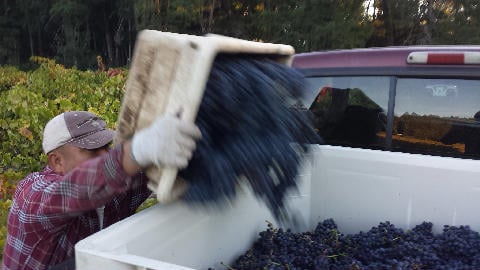 Witching Stick Wines by null