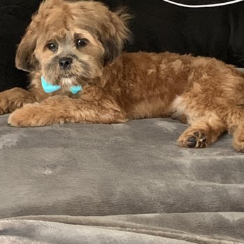 PetSmart - My adorable baby and his cute haircut and bow. - Pet Stores Near Me - Menifee, California PetSmart - My adorable baby and his cute haircut and bow. - Pet Stores Near Me - Menifee, California