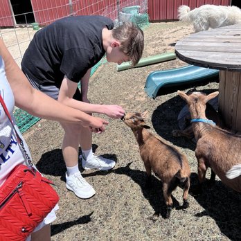 Our Red Barn Ranch - Petting baby goats. - Ranches Near Me - Calhan, Colorado Our Red Barn Ranch - Petting baby goats. - Ranches Near Me - Calhan, Colorado