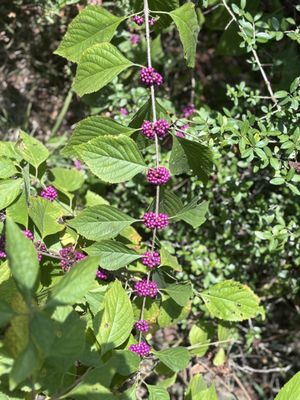 George Mitchell Nature Preserve by null