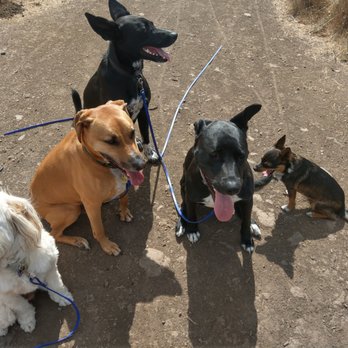Berkeley Dog Walkers - Dog Walkers Near Me