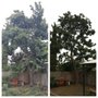 Photo of Jesse's Tree Service