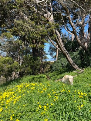 Buena Vista Park by null