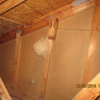 Stephen and Son Home Inspection - Large bee hive in attic - Home Inspectors Near Me - Durham, North Carolina Stephen and Son Home Inspection - Large bee hive in attic - Home Inspectors Near Me - Durham, North Carolina
