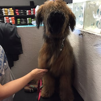 uShampooch - A fresh and clean pooch!! - Pet Groomers Near Me - Redondo Beach, California uShampooch - A fresh and clean pooch!! - Pet Groomers Near Me - Redondo Beach, California