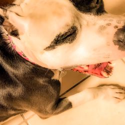 Orange County - Dogs remind us to be silly, selfless, loving, resilient, loyal, forgiving..... if only most humans had these traits. Be Doglike.