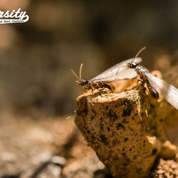 Varsity Termite and Pest Control - Pest Control Near Me - Mesa, Arizona
