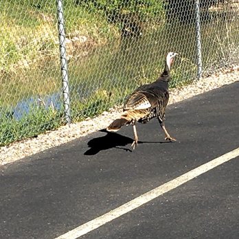 Paiute Trail - A wild turkey I encountered on the trail. - Kids Activities Near Me - Richfield, Utah