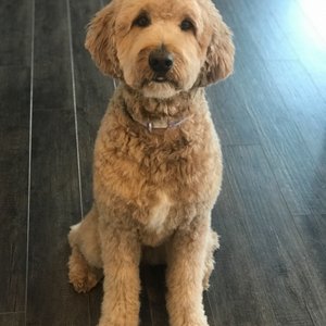 Prince Benji 149 Photos 60 Reviews Pet Groomers 1007 W 41st St Baltimore Md United States Phone Number Yelp Prince Benji 149 Photos 60 Reviews Pet Groomers 1007 W 41st St Baltimore Md United States Phone Number Yelp