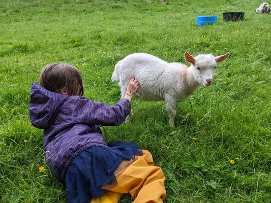 Leaping Lamb Farm by null