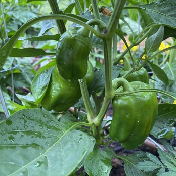 Sherbondy's Garden Center - June 27, 2020 (1 month of growth). - Nurseries & Gardening Near Me - Council Bluffs, Iowa Sherbondy's Garden Center - June 27, 2020 (1 month of growth). - Nurseries & Gardening Near Me - Council Bluffs, Iowa