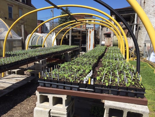 Garden Dreams Urban Farm & Nursery - Grow Pittsburgh by null
