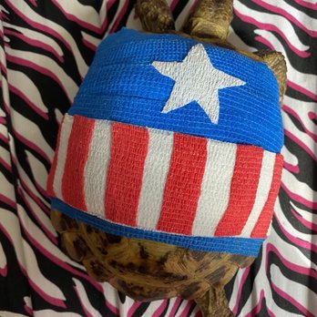Salmon Brook Veterinary Hospital - Captain America vet wrap on tortoise - Veterinarians Near Me - Granby, Connecticut Salmon Brook Veterinary Hospital - Captain America vet wrap on tortoise - Veterinarians Near Me - Granby, Connecticut