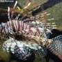 Photo of Schauaquarium Nautiland