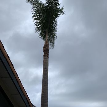 Premier Tree Experts - After trimming. - Tree Services Near Me - Orange, California