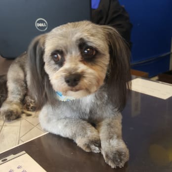DogDash Mobile Grooming - Oreo after his hair cut - Pet Groomers Near Me