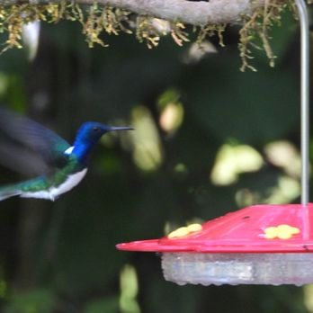 Nature Ninja Birding Tours - Tours Near Me Nature Ninja Birding Tours - Tours Near Me