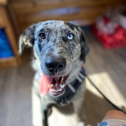 BLEU loving his appointment at Great Plains BLEU loving his appointment at Great Plains
