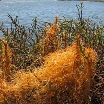 Elkhorn Slough - slough and moss - Parks Near Me - Moss Landing, California