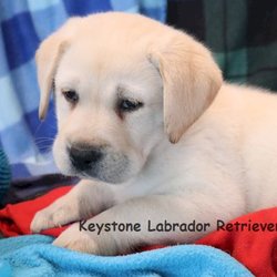 Keystone Labrador Retrievers