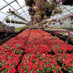 Leo's Greenhouse