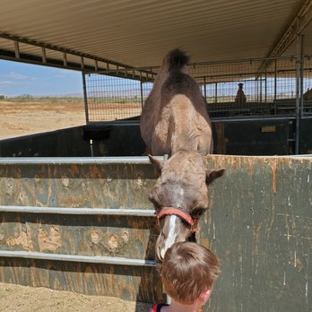 Windswept Ranch - Big, sloppy kiss! - Petting Zoos Near Me - Rosamond, California