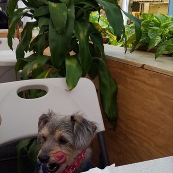 The Red Flame - Luka enjoying the v.i.p. service outside. - American Near Me - New York, New York The Red Flame - Luka enjoying the v.i.p. service outside. - American Near Me - New York, New York