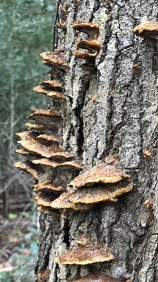 Botany Bay Heritage Preserve/Wildlife Management Area by null