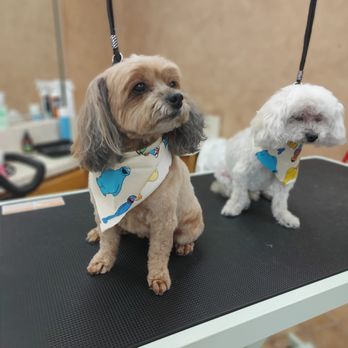 DFW Pet Love Grooming - Sister getting pretty - Pet Groomers Near Me - Garland, Texas DFW Pet Love Grooming - Sister getting pretty - Pet Groomers Near Me - Garland, Texas